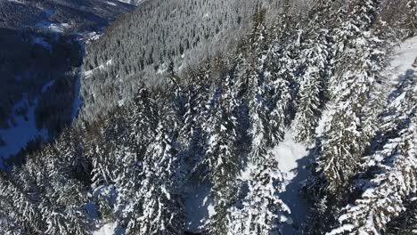 Amazing-aerial-shot-over-a-snowy-forest,-flying-between-two-coniferous-trees